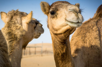 Camels in Arabia.