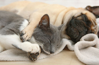 Adorable sleeping dog and cat.