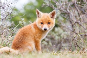 Baby fox in the wild.