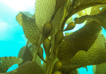 Kelp plant floating underwater.