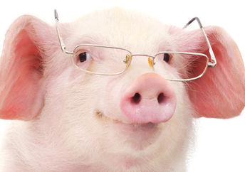 A cute micro pig wearing glasses looks very intelligent!