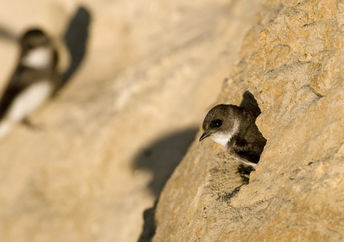Sand martin swallows nesting