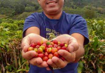 A farmer proudly holds a handful of freshly picked coffee beans.