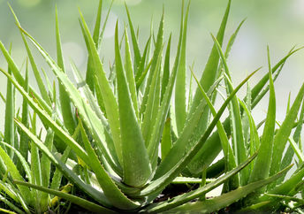 Aloe vera plants.