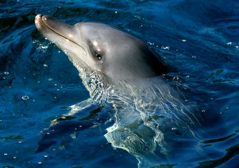 Portrait of an Indian Ocean bottlenose dolphin in blue water