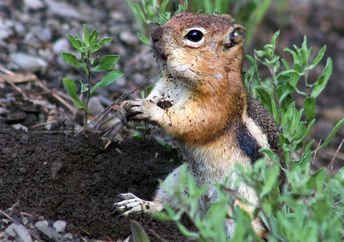 Golden-mantled ground squirrels were studied at UC Davis.