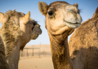 Camels in Arabia.