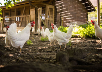 Free-range chickens in a permaculture-style garden.