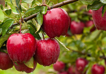 Apples that are ready to be picked.