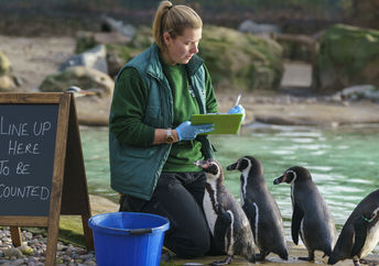 London Zoo's Humboldt Penguin Colony is counted by Jessica Fryer.