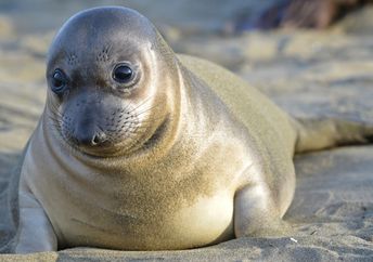 Elephant seal pup.
