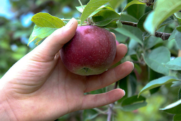 Go outdoors and pick apples in the fall.