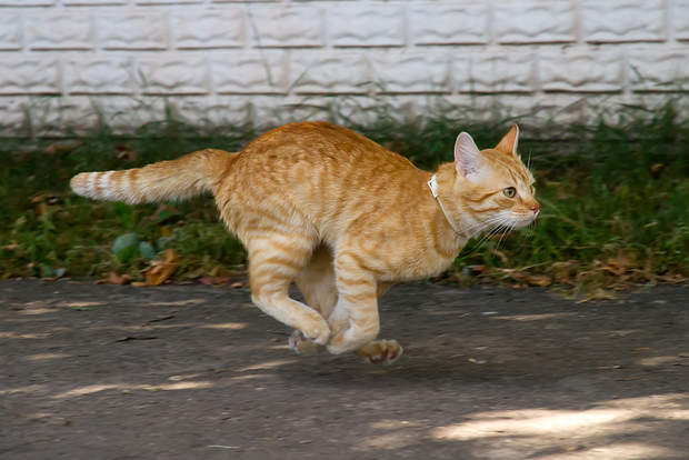 A fast running cat in motion
