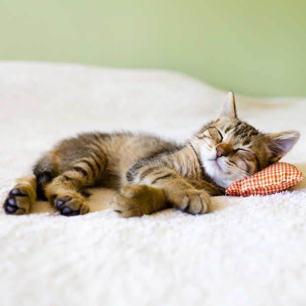 a beautiful cat sleeping on a red couch