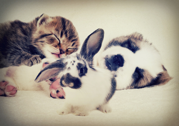 a dog, rabbit and kitten