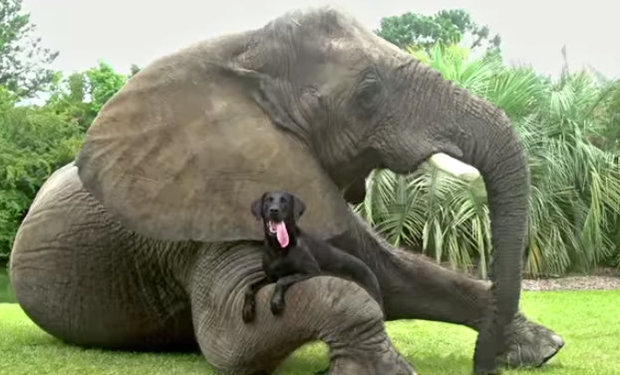 15 of the Most Unlikely Animal Friends [VIDEO] - Goodnet