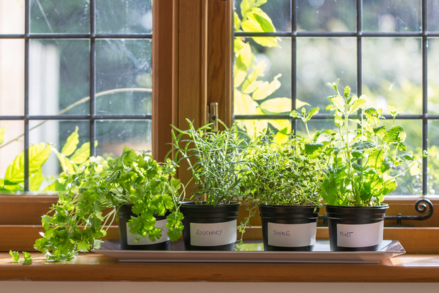 Herbs growing on a window sill