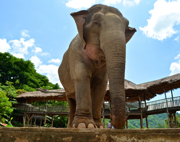A rescued elephant at Elephant Nature park in Chiang Mai