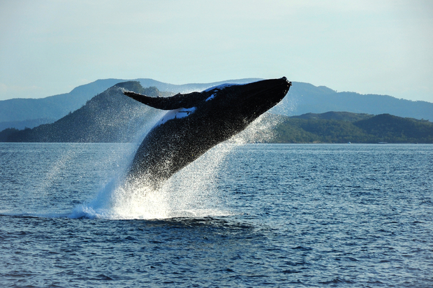 A humpback whale breaches off the coast of Queensland,