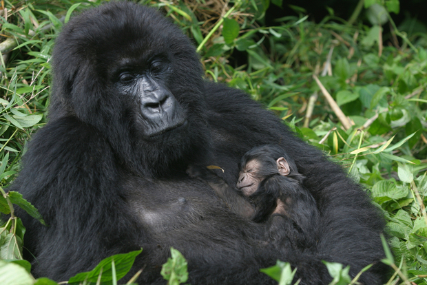 A mother and newborn baby gorilla in the Virunga Mountains
