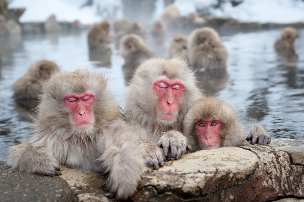 Japanese snow monkeys in a natural onsen (hot spring), in Jigokudani Park.