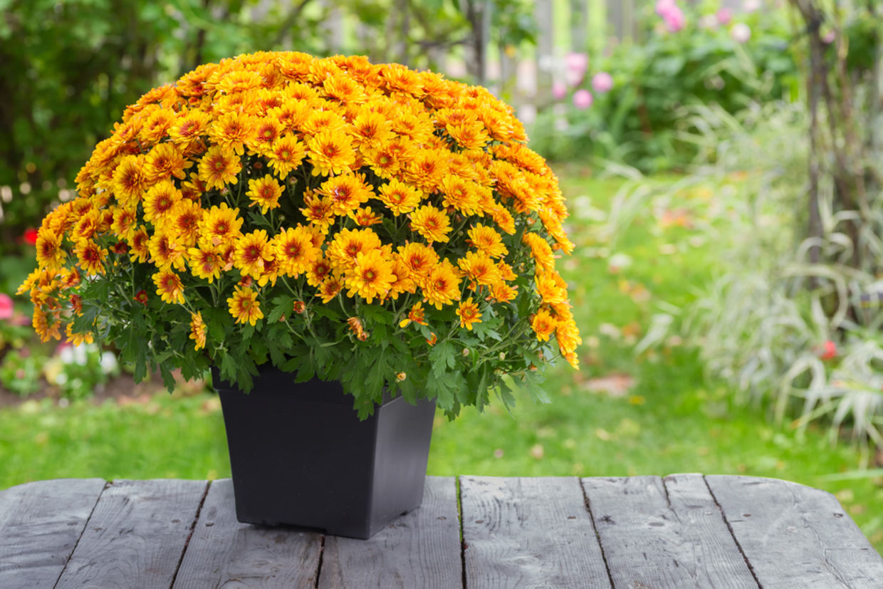 For an extra touch of color in your apartment pick the Garden Mum. (Shutterstock)
