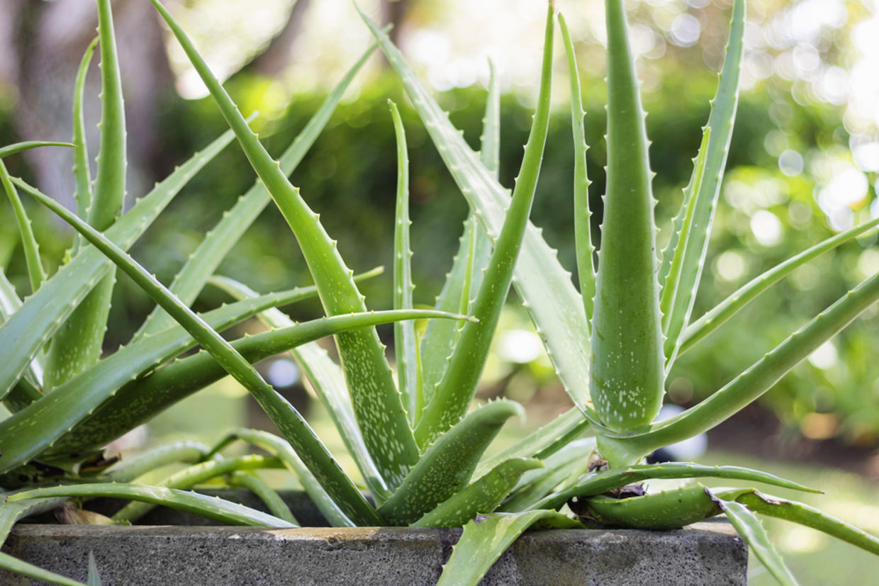Aloe Vera is like your personal pharmacy in your home. (Shutterstock)