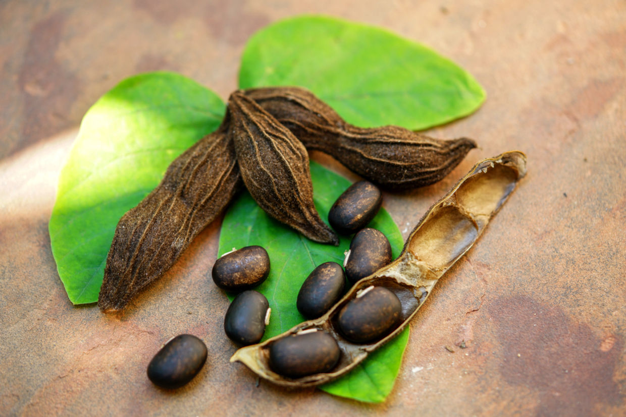 Mucuna has been used in Ayurvedic medicine for over 2,000 years. (Shutterstock)