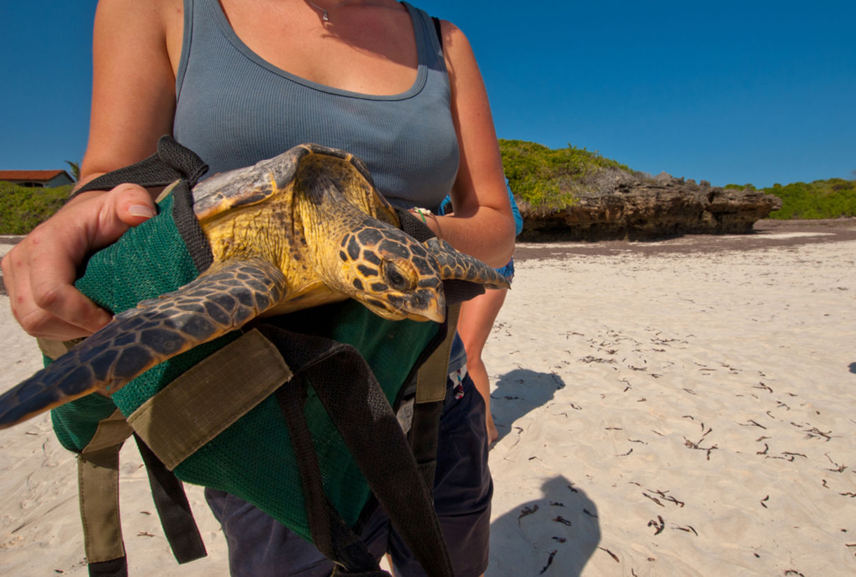 Lady releases green turtle for conservation