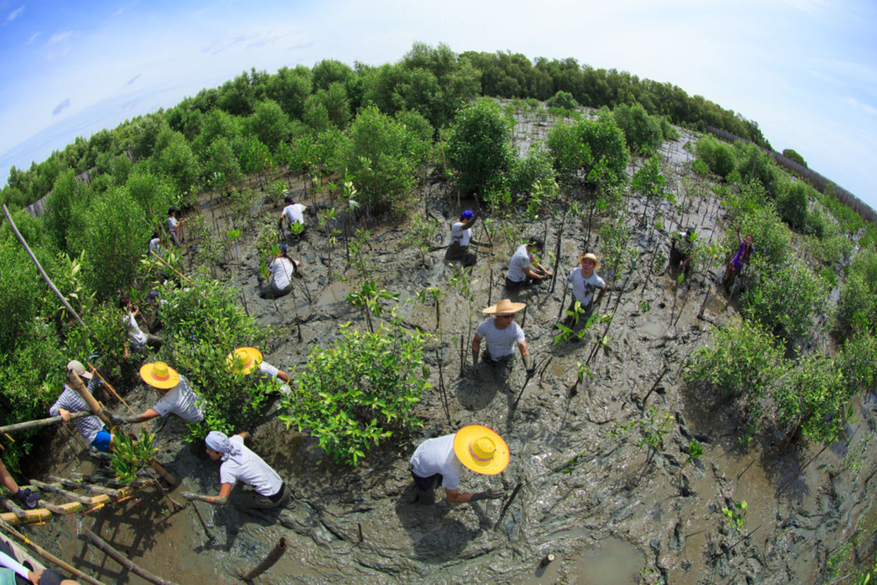 Volunteers join together and plant young tree in deep mud in mangrove reforestation project on September 16, 2014 in Samutsakorn Thailand.