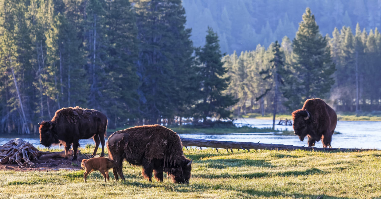 Wild American Bison waking up in Yellowstone National Park, Wyoming