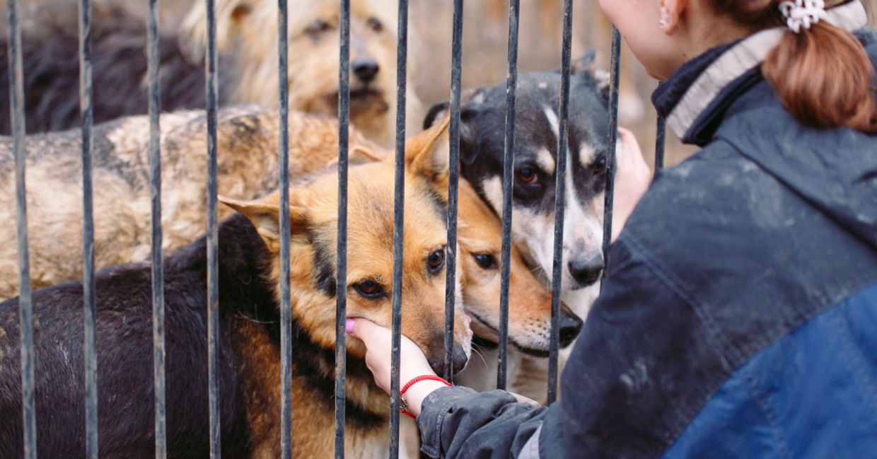 6 Animal Rescue Organizations That Make a Real Difference - Goodnet