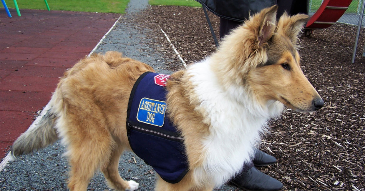 Service Animals Work Hard to Help People with Disabilities - Goodnet