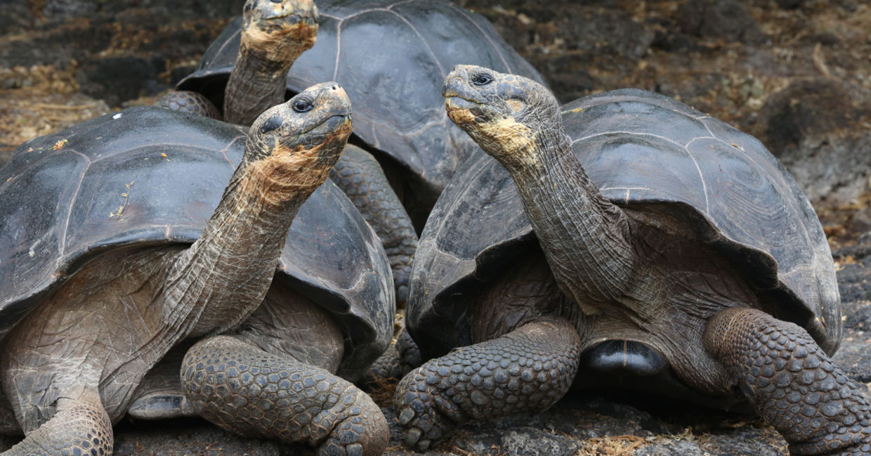 Three giant tortoises in the Galapagos Islands