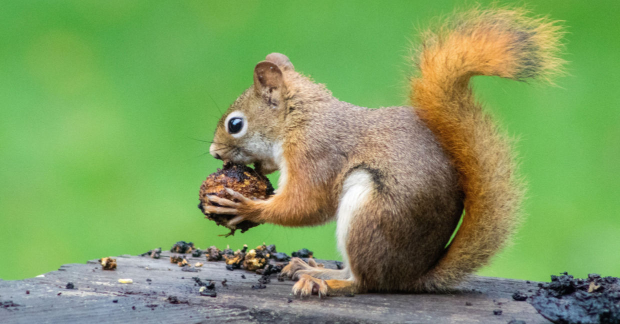 Squirrel - fun facts about animals