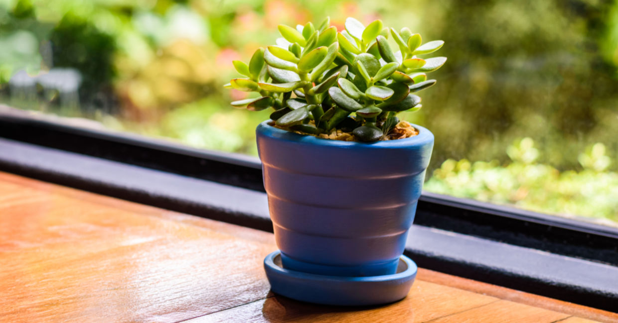 Don't have lots of space but want something green in your life? The Jade Plant is for you. (Shutterstock)