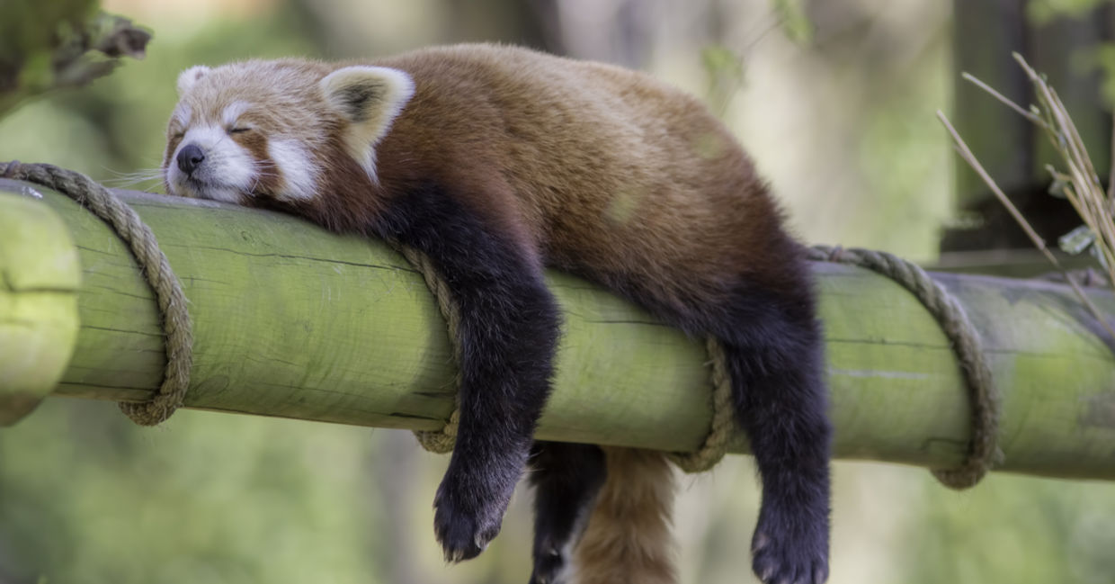 11 Fun Facts About Animals With The Most Unusual Sleeping Habits - Goodnet