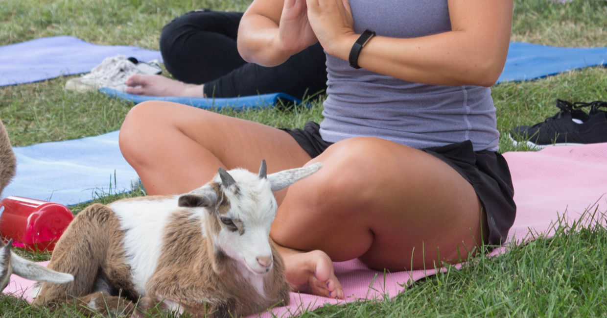 (Arizona Goat Yoga)