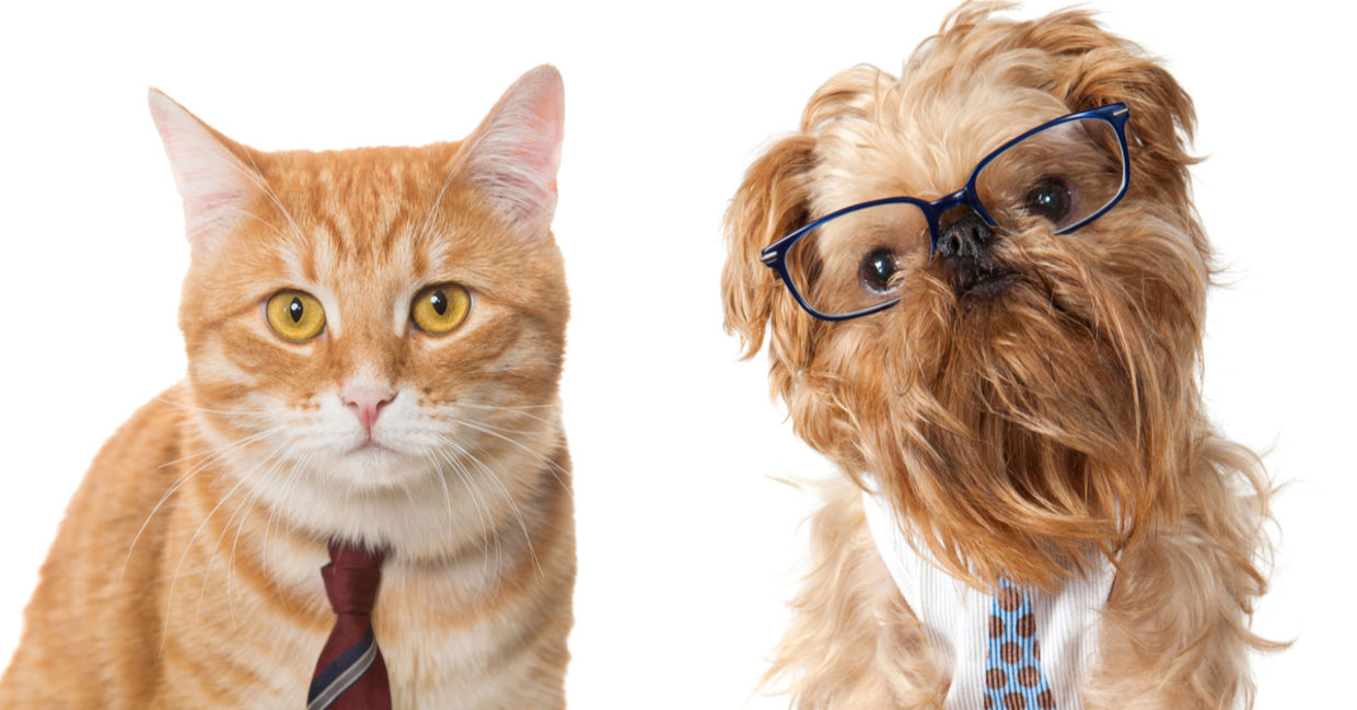Are Dogs More Intelligent Than Cats? - Goodnet