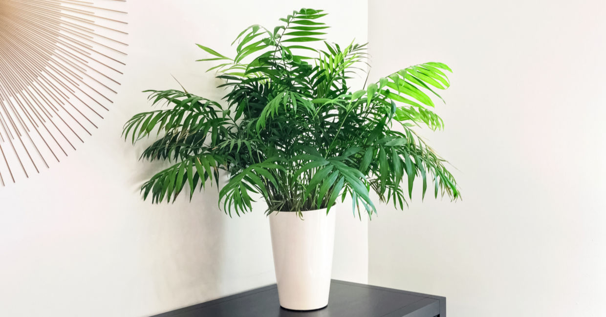 Parlor palm houseplants are safe for dogs.