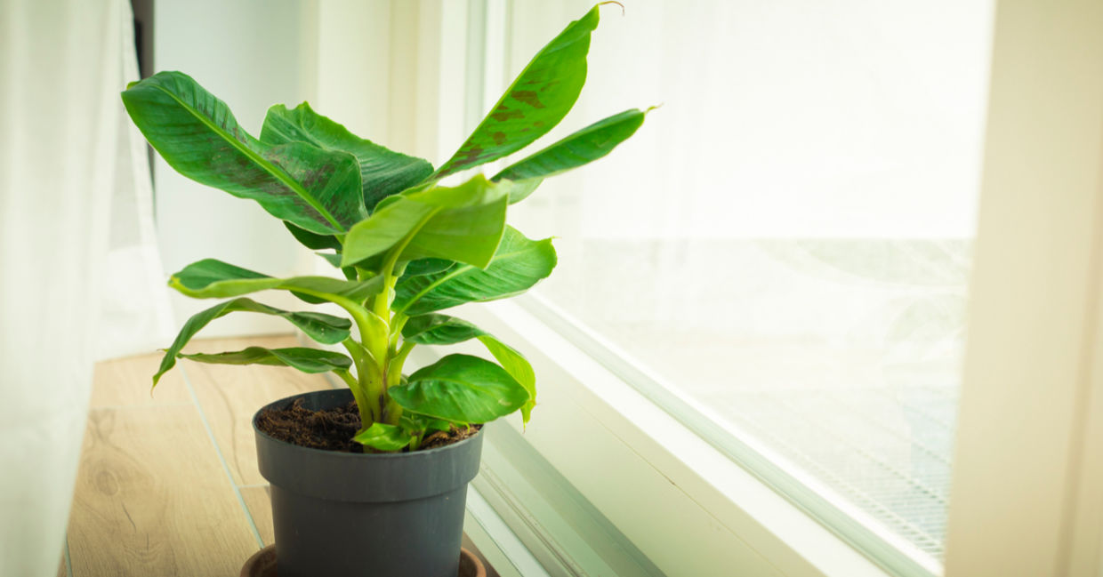 Indoor dwarf banana plants are safe for your dogs.