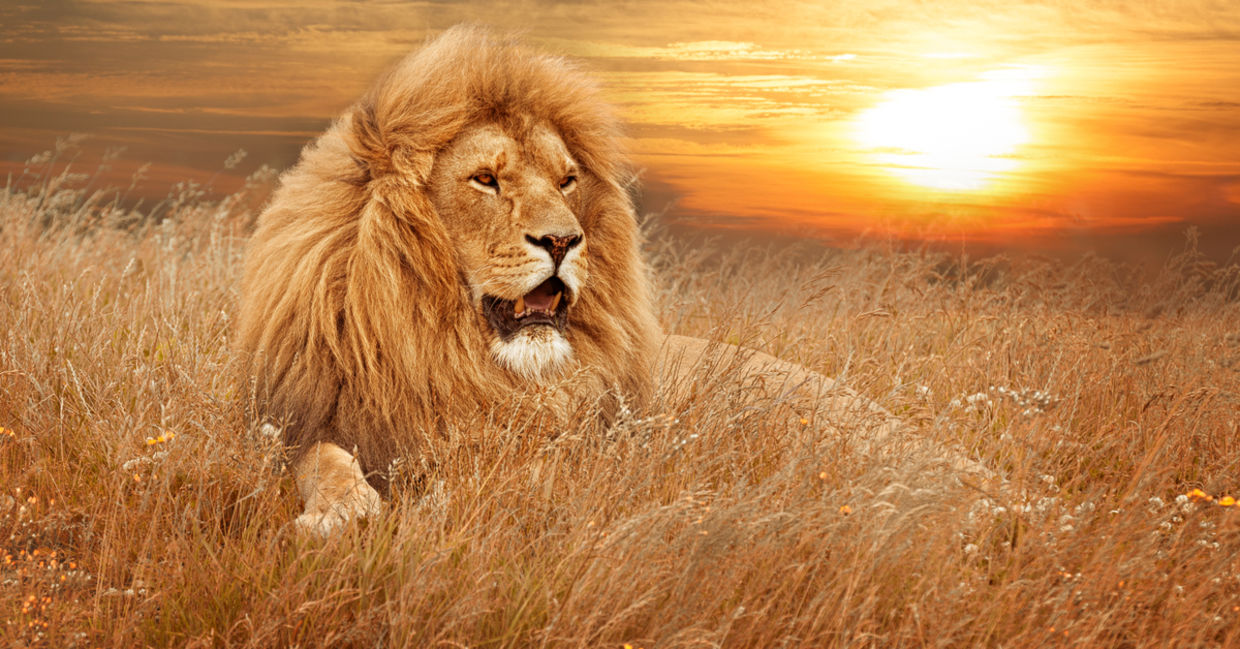 The petition calling for justice for Cecil the Lion