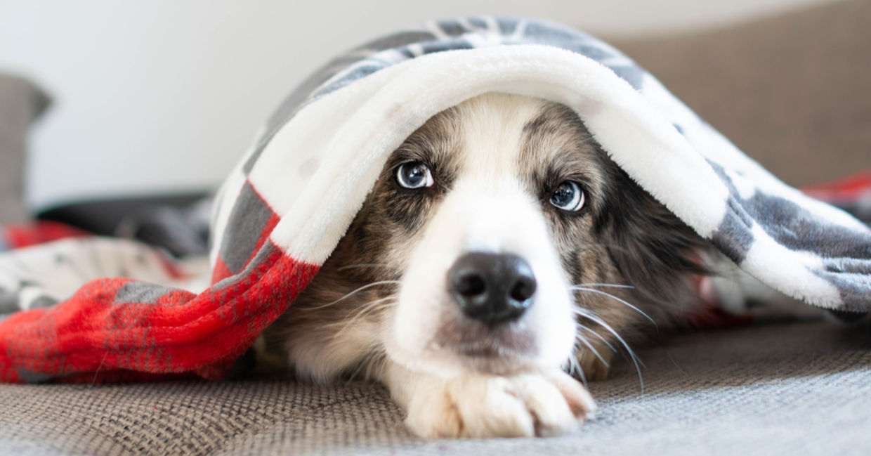 Dog hiding under a blanket.