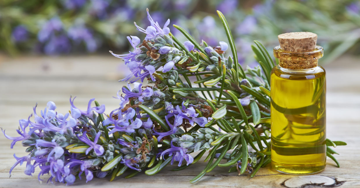 One of the best essential oils for headaches is rosemary.
