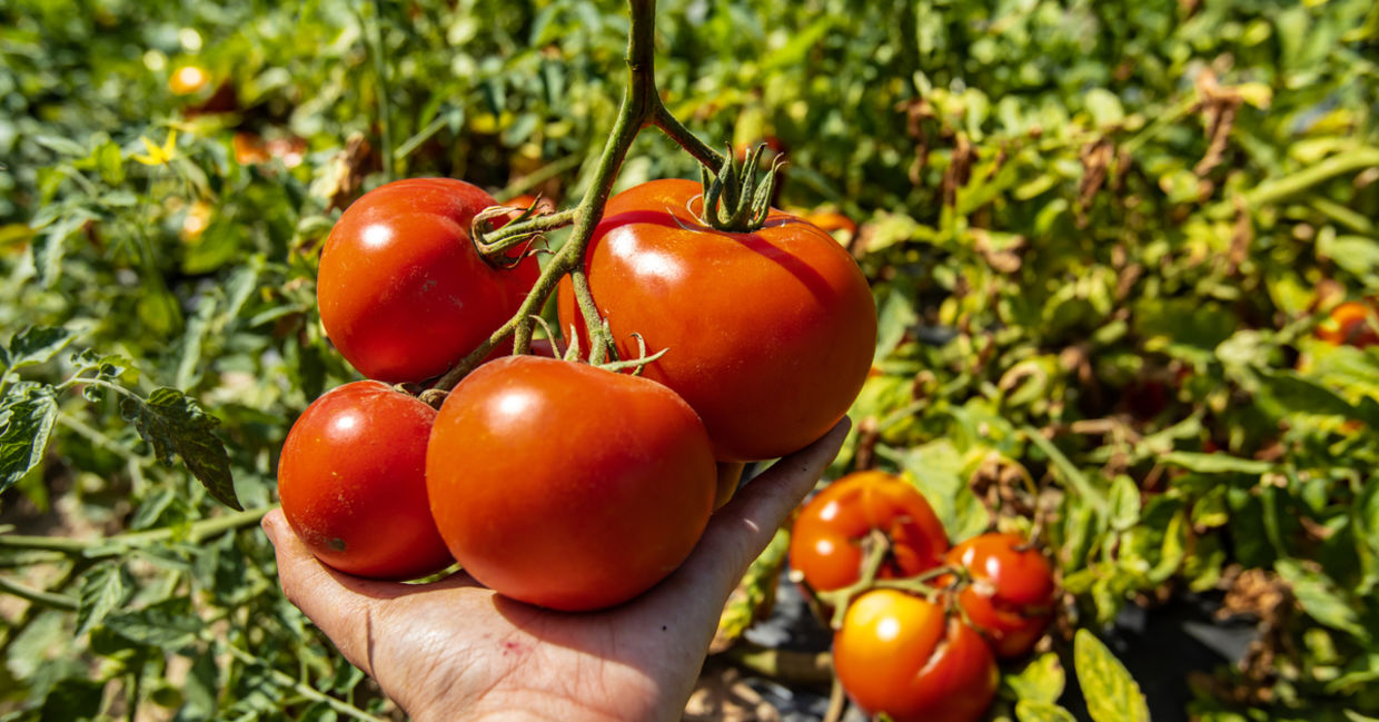 Ripe tomatoes.