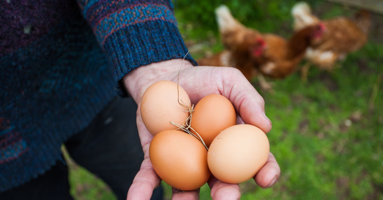Free range eggs, chickens, farmer