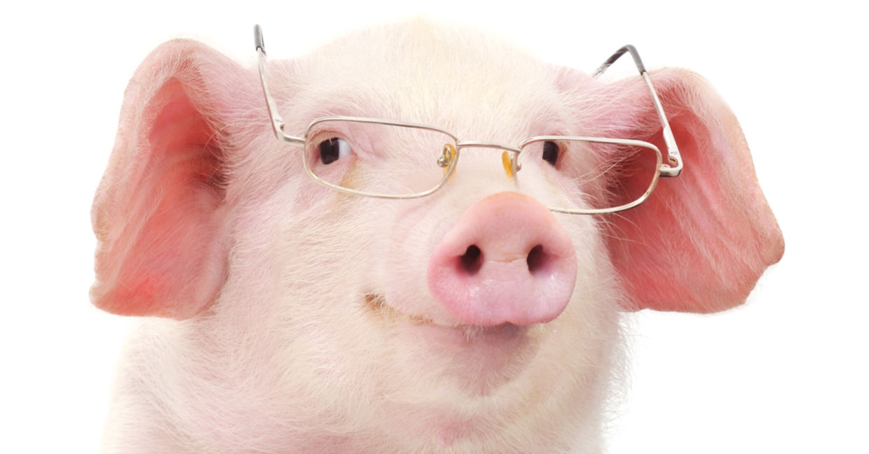 Yes, Pigs Can Play Video Games! - Goodnet