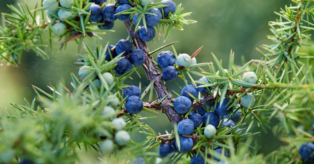 Juniper is one of the medicinal plants.