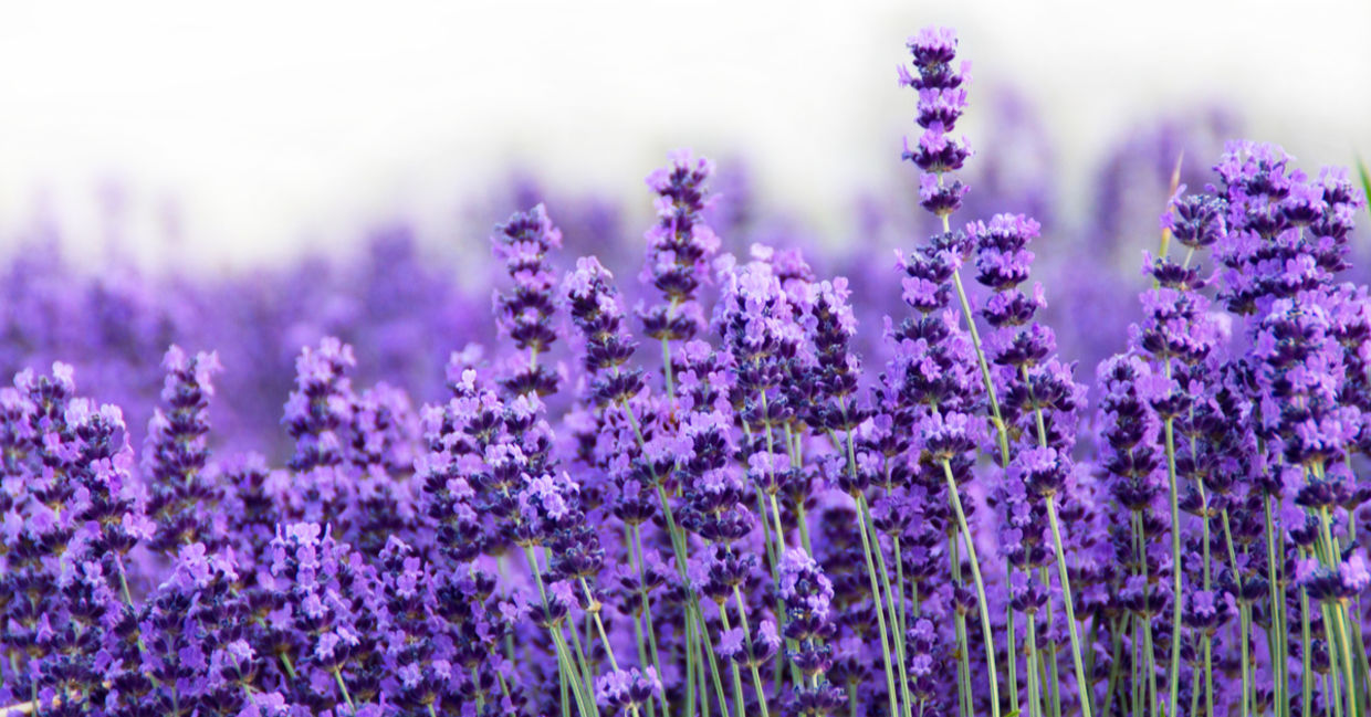 Lavender is one of the beautiful medicinal plants.