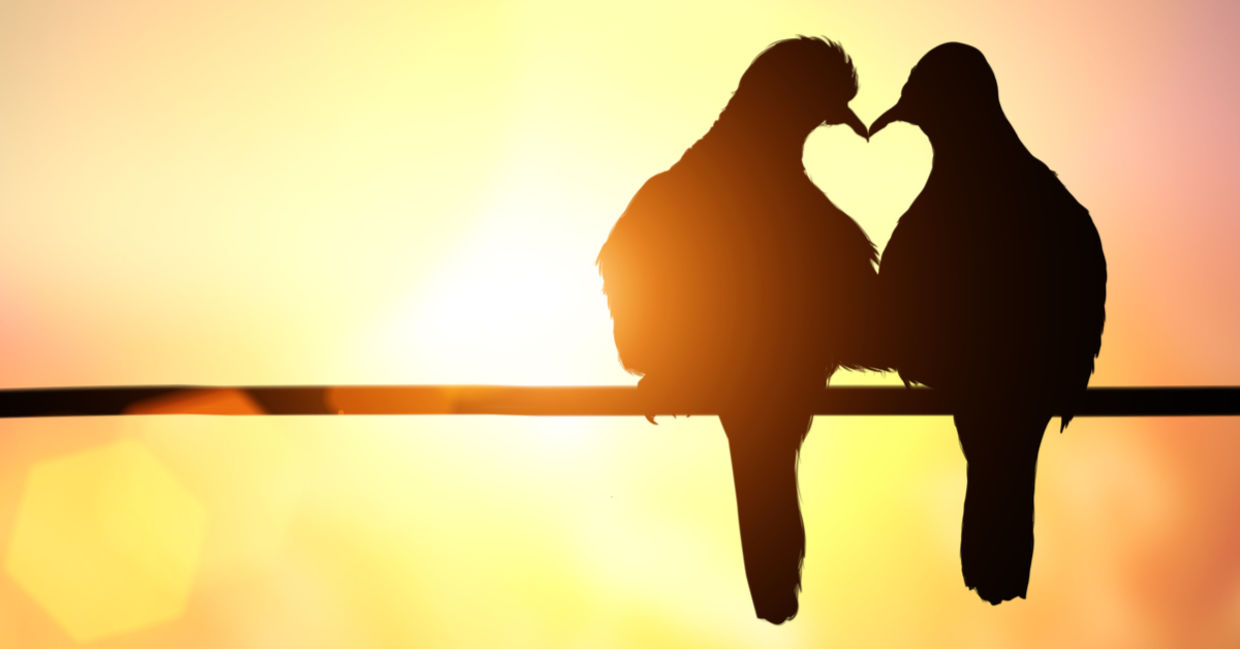 Two birds perch lovingly, their beaks and bodies touch to form the silhouette  of a heart.
